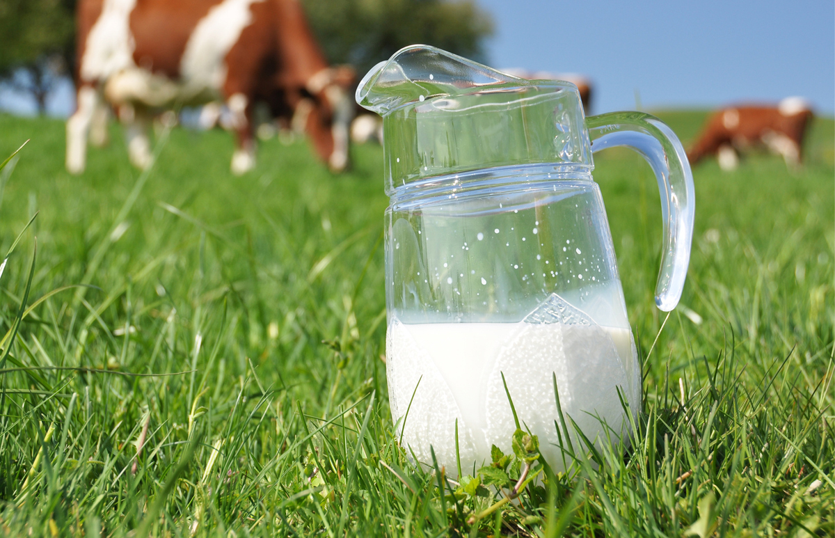 Le Lait Donne Le La Filière Laitière 